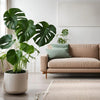 Monstera Gatenplant Kamerplant