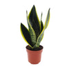 Sansevieria Kopen