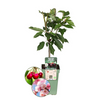 Biologische Kersenboom - Prunus Avium - 1 x Ø 20 cm - ↨ 60 cm