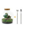 DIY terrarium - Fat Joe Coffea - ↕ 30 cm - Rake + Shovel