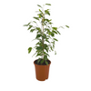 Ficus Benjamina Golden King Ø17cm - ↕60 - 80cm