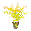 Acer palmatum Orange Dream - Ø15cm - ↕30cm