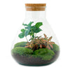 DIY terrarium - Sammie Coffea - ↕ 27 cm - Rake + Shovel