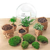 DIY terrarium - Dome XL - ↕ 30 cm - Normal