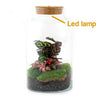 DIY terrarium - Milky Calathea with Light - ↕ 31 cm - Normal