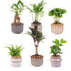 Mini planten set 6 - Inclusief pot set Barcelona