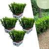 24 x Euonymus 'Green Spire' - 24 x Ø 7 cm - ↨ 15 cm