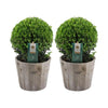 2x Ilex crenata 'Jenny' bol in houten pot | set van 2 stuks | 20 cm Ø diameter