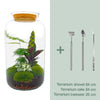 DIY terrarium - Botanical Sven XL - ↕ 43 cm - Normal