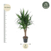 Yucca Elephantipe vertakt - 150 cm - ø31