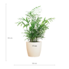 Chamadorea Elegans met Viber wit - 55cm - Ø17