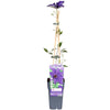 Clematis The President - Clematis Paars - Ø15cm - ↕65cm