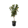 Citrus Calamondin - 200 cm - ø40