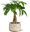 Pachira Aquatica 12 Cm Gevlochten in Pot Bril D13,5x9,5cm - Goud