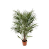 Chamaerops Humilis struik - 170cm- Ø30