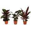 Calathea Symphony - 3 stuks - Ø19cm - ↕70-80cm