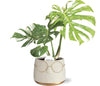 Monstera Thai Constellation in Pot Bril D16x11,5cm - Goud