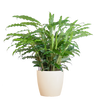 Calathea Rufibarba met Viber wit - 55cm - Ø17