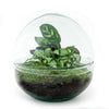 DIY terrarium - Dome - ↕ 20 cm - Normal