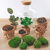 DIY terrarium - Fat Joe Coffea - ↕ 30 cm - Rake + Shovel + Tweezer