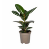 Ficus Elastica Robusta Ø17cm - ↕50 - 60cm