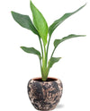 Strelitzia Reginae - Ø12cm - ↕35cm + Doug Pot D14x13cm - Zwart Beige