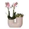 Kolibri Orchids | Set van roze orchidee Andorra en Succulent in Tube sierpot Sand - potmaat Ø9cm | bloeiende kamerplant - vers van de kweker