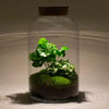 DIY terrarium - Milky Coffea met lamp - ↕ 31 cm - Rake + Shovel + Tweezer + Scissors