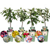 Biologische Fruitbomen set van 4 - Appel, Peer, Kers en Pruim - 4 x Ø 20 cm - ↨ 60 cm