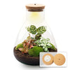 DIY terrarium - Sam Coffea met lamp - ↕ 30 cm - Normal