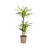 Dracaena Deremensis Rikki Ø21cm - ↕100cm