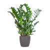 Zamioculcas Zamiifolia met Viber grijs - 80cm - Ø21