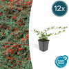 12x Cotoneaster dam. 'Major' - ↕25cm - Ø9cm