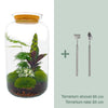 DIY terrarium - Botanical Sven XL - ↕ 43 cm - Normal