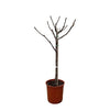 Ficus Carica op stam - 100 cm - Ø20