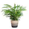 Calathea Rufibarba met Mand Lissabon zwart - 55cm - Ø17