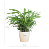 Calathea Rufibarba met Viber wit - 55cm - Ø17