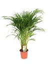 Dypsis Lutescens - Areca - Ø21cm - ↕110cm