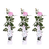 3x - Rosa Crazy in love 'Pink' - ↨65cm - Ø15