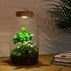 DIY terrarium - Milky Coffea met lamp - ↕ 31 cm - Rake + Shovel + Tweezer