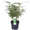 Fargesia rufa - Niet woekerende bamboe - Ø29cm - ↕80cm - Ø14 - ↨40cm