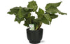 Calathea Network - Ø14cm - ↕30cm + Potenza Pot D15x13cm - Zwart