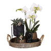 Kolibri Company | Gift set Home Hub | Plantenset met Phalaenopsis Orchidee en Succulenten incl. keramieken sierpotten