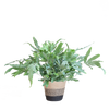 Phlebodium Aureum 'Blue Star' met Mand Lissabon zwart - 40cm - Ø17