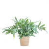 Phlebodium Aureum 'Blue Star' met Mand Sofia naturel - 40cm - Ø17