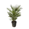 Chamaerops Humilis - 150cm- ø30