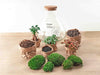 Sam XL Bonsai - DIY Terrarium - 32 cm hoog