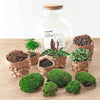 DIY terrarium - Bolder Bob - ↕ 30 cm - Normal