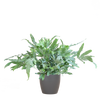 Phlebodium Aureum 'Blue Star' met Viber grijs - 40cm - Ø17