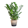 Zamioculcas Zamiifolia met Mand Lissabon zwart - 80cm - Ø21